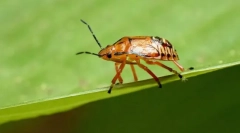 Blugs predators a slapy parazitů
