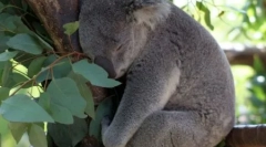 Koala: australský lazy bear (16 fotek)