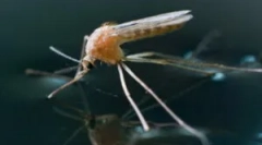 Když se komáry objevují a zemřou?