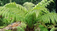 Když zvířata šla do země?