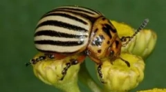 Colorado beetle a jeho larvy: popis a poškození