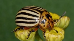 Mandelinka