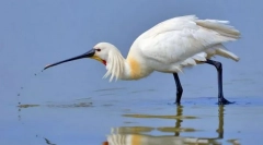 Vysoká škola obyčejná