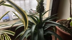 Pokoj ananas