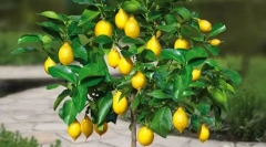 Pokoj citron