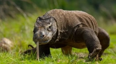 Dresser varan