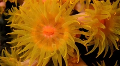 Korály - rostliny nebo zvířata?