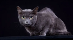 Korat