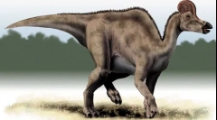 Corofosavr