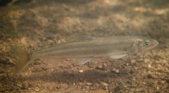 Koruška
