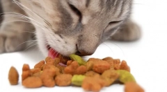 Purina pro plan cat feed: vysoce kvalitní domácí zvířata pro domácí zvíře