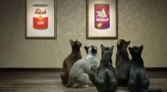 Ekonomický krmivo pro kočky