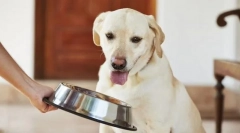 Krmení dospělého psa