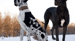 Skrytá plemena psů