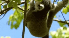 Kočkovité lemur - nejvýkonnější primát
