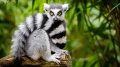 Kočkovitý lemur