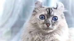 Cat american kerl (foto): přátelský mazlíček s elegantními ušima