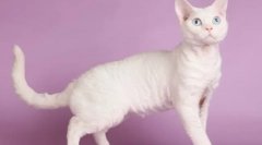 Cat devon-rex (foto): hravidelný mazlíček a opravdový přítel