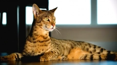 Savannah cat (foto): punning a jemný gepard