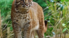 Cat temmina