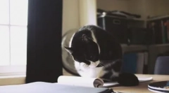 Kočka umyla: všechny hodnoty