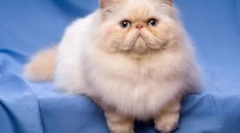Cats-brakhicephali - specifikace plemen a vlastností obsahu