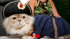 Kočky plemene napoleon
