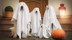 Kostým pro psa na halloween udělejte to sami - nápady na fotografii