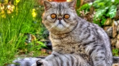 Cat eczot (foto): hračka kočka s tlustou vlnou