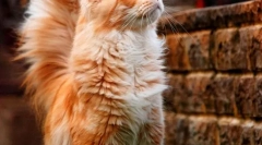 Kočky maine kun (foto): kings of homemade cats