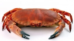 Krab