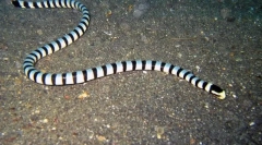 Hlavní dušená mořská