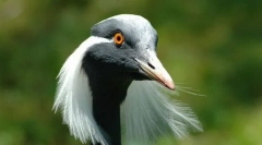 Rulík
