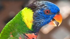 Krásné a inteligentní papoušci