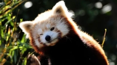 Červená panda (foto): miniaturní ohnivé medvěd