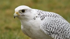 Merlin