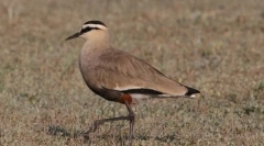 Brambory