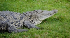 Krokodýl ostrogly