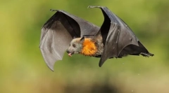 Krylanovy. Savec rodina