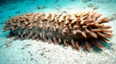 Kdo z mořských zvířat ze strachu ztrácí střevo?