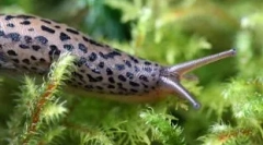 Kdo je ve světle všech zubů: top 10 zvířat, kteří mají spoustu zubů