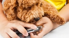 Drápy a růžové pro drápy