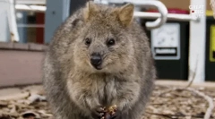 Quokka: zajímavá fakta o nejvíce šťastné zvíře na zemi
