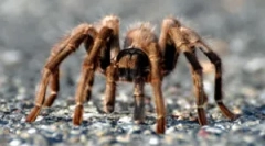 Paws spider: číslo a funkce