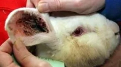 Léčba králíků z ucha klíště