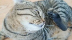 Léčba brože z koček