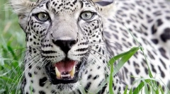 Leopard arabian