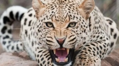 Leopard