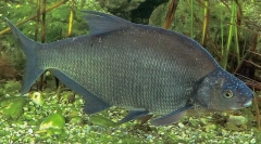 Blaw black amur
