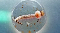 Mosquito larvy: popis a životní styl